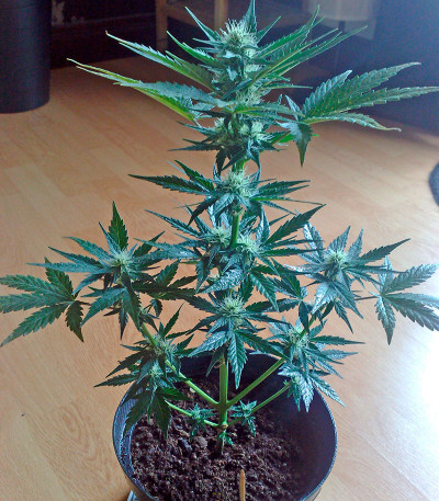 Семена сорта Flash Auto fem