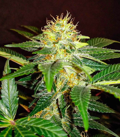 Семена сорта I'm Alive fem (AlphaFem Seeds)