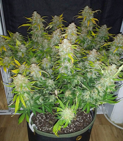 Семена сорта Original AK Auto fem (FastBuds)