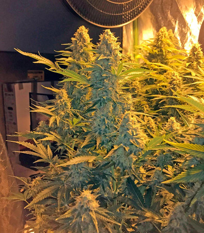 Семена сорта Snow White (Big Bud) fem (Nirvana Seeds)