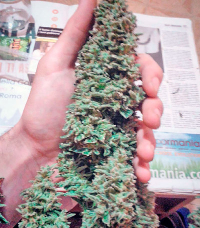 Семена сорта White Widow fem (Vision Seeds)