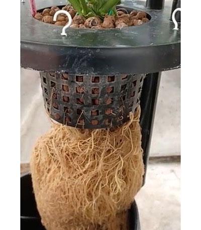 Семена сорта Guava Auto fem (FastBuds)