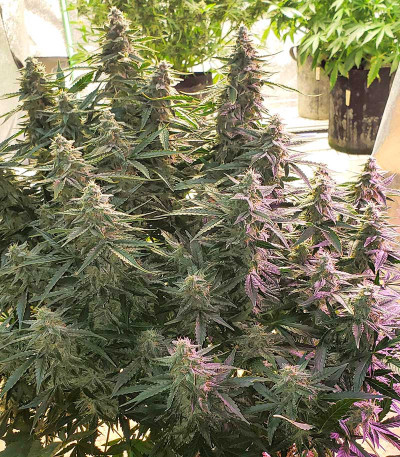 Семена сорта Auto Gorilla Blue fem (Advanced Seeds)