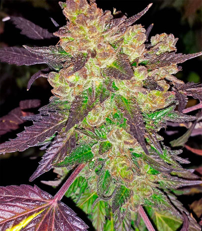Семена сорта Black Cherry Punch fem (Pyramid Seeds)