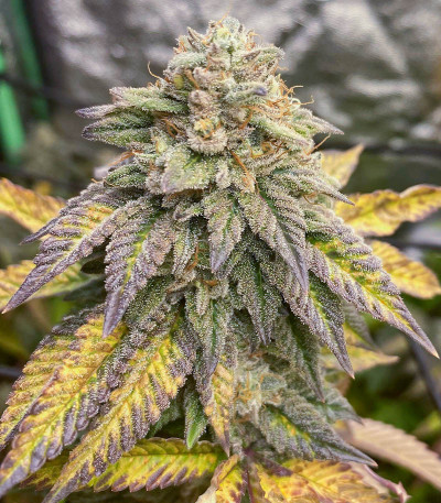 Семена сорта Bruce Banner # fem (AlphaFem Seeds)