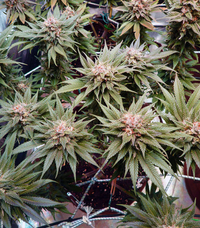 Семена сорта Bruce Banner #3 Fast fem (Original Sensible Seeds)