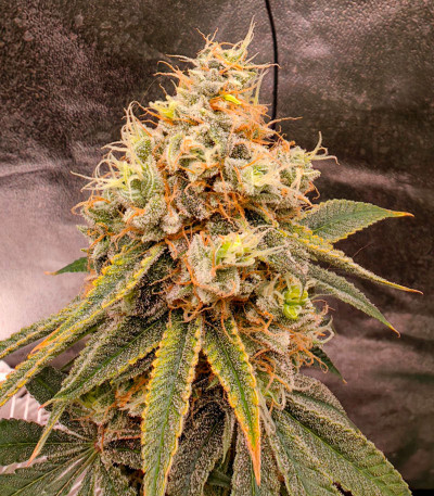 Семена сорта Grandmommy Purple fem (Herbies Seeds)