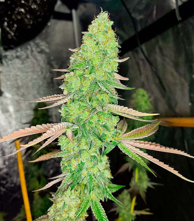 Семена конопли сорта Kush Mints Fast Version