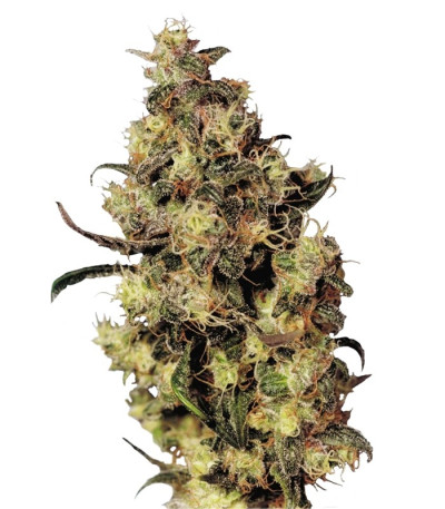 Семена Blue Velvet шишки