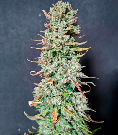 Семена сорта Godzilla Cookies Auto fem (Herbies Seeds)