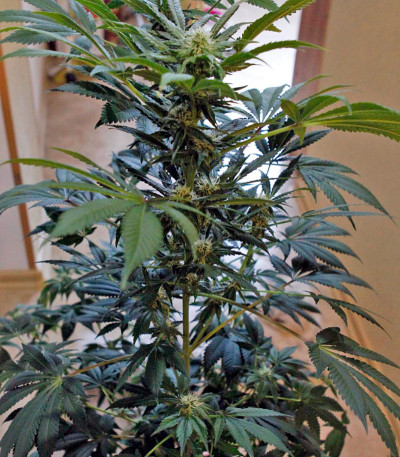 Семена сорта Karibeña (Karibbean Mango) fem