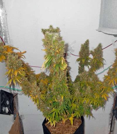 Семена сорта Power Plant fem (Dutch Passion)