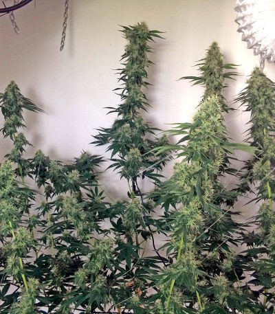 Семена сорта 707 Headband fem (Humboldt Seeds)