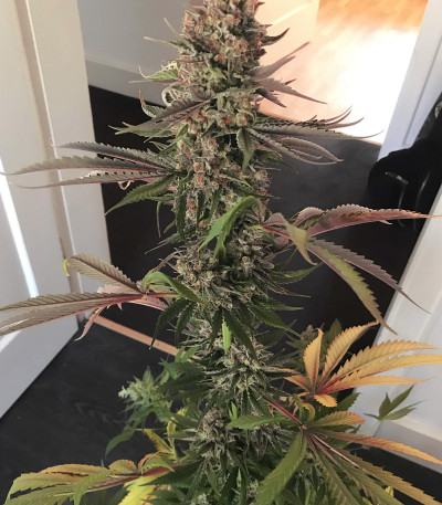 Семена сорта Blueberry OG fem (Barney's Farm)