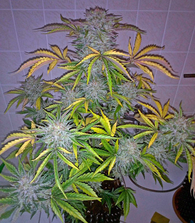Семена сорта Industrial Plant Autoflowering CBD fem