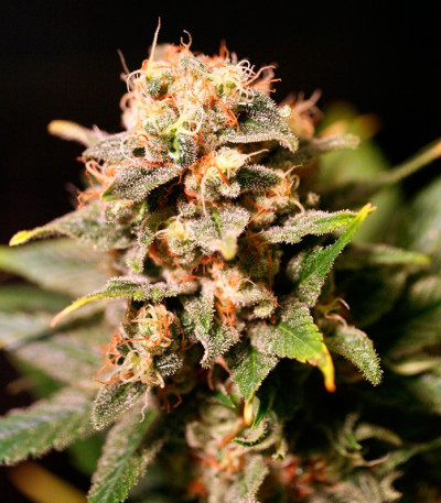 Семена сорта Missing In Barcelona fem