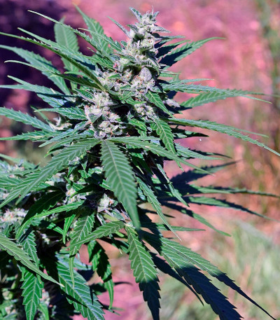 Семена сорта Pandora Auto fem (Paradise Seeds)