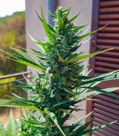 Семена сорта Papaya Zoap Auto fem (Sweet Seeds)