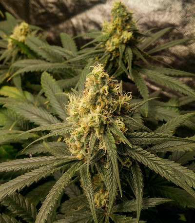 Семена сорта Sexy Cinderella fem (Семяныч)