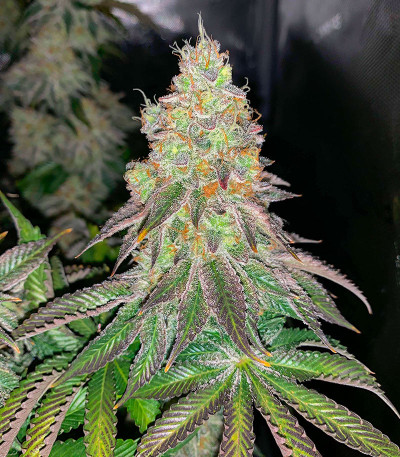 Семена сорта White Wedding RBX fem (Ethos Genetics)