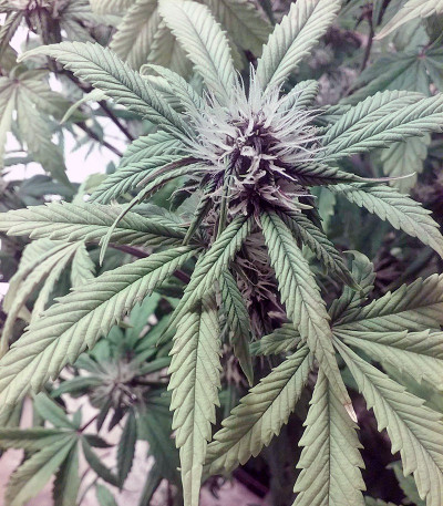 Семена сорта Black Cream Auto fem (Sweet Seeds)