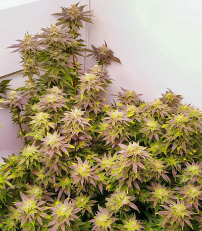 Семена сорта Caramelo Early Version fem (Delicious Seeds)