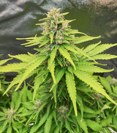 Семена сорта Gorilla Auto fem (Семяныч)