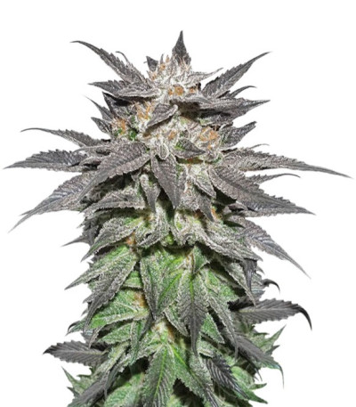Семена сорта Bubba Island Kush fem (Dutch Passion)