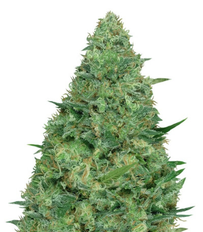Семена сорта Chemdog Millionaire fem (Dr. Krippling Seeds)