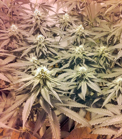 Семена сорта Lithium OG Kush fem (Nirvana Seeds)