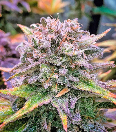 Семена сорта Mataro Blue fem