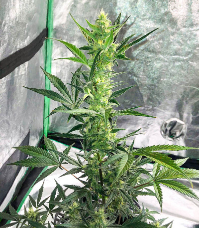 Семена сорта NYC Diesel Auto fem (Barney's Farm)