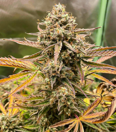 Семена сорта Apollo F1 Auto fem от RQS