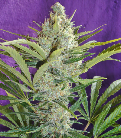 Семена сорта Black Widow fem (Семяныч)