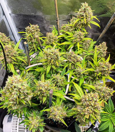 Семена сорта Ultimate Chemdog Fast Version fem (Семяныч)