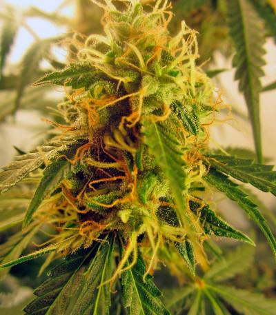 Семена сорта Jack Herer Auto fem (Green House Seeds)