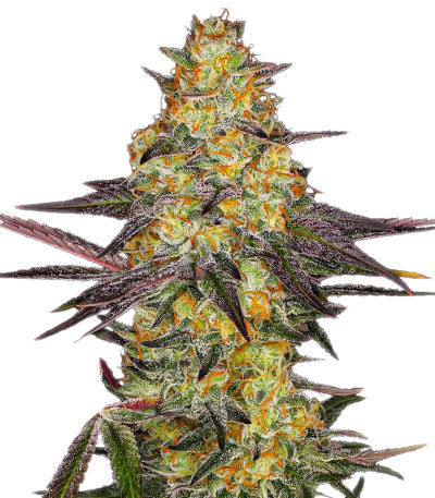 Семена сорта El Dorado OG fem (Paradise Seeds)