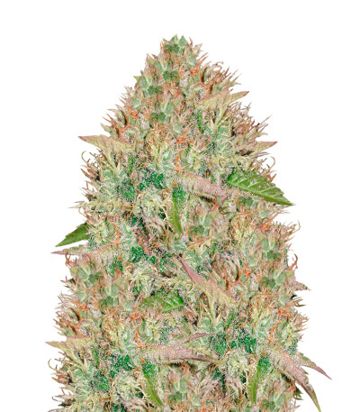 Семена сорта Silver Haze fem (Vision Seeds)