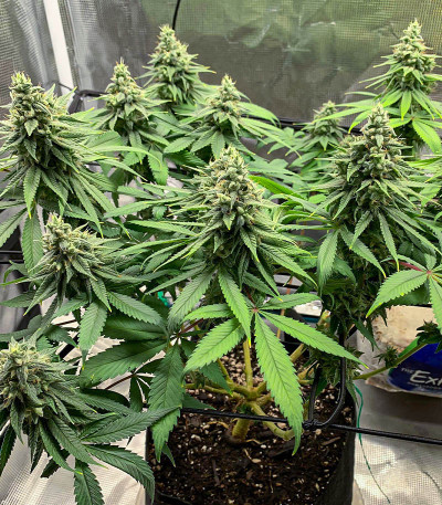 Семена сорта AFS Princess fem (AlphaFem Seeds)