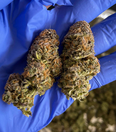 Семена сорта Bruce Banner # fem (AlphaFem Seeds)