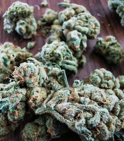 Семена сорта Bruce Banner fem (Семяныч)