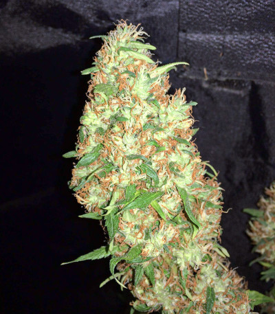 Семена сорта Euforia reg (Dutch Passion)