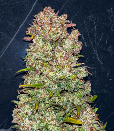 Семена сорта Gorilla Crunch Auto fem от Семяныча