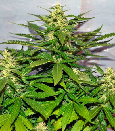 Семена сорта Jack Herer fem (Green House Seeds)