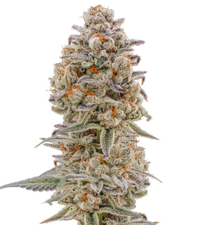 Семена сорта Purple Punch Auto fem (High Speed ​​Buds)