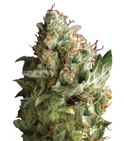 Семена сорта Pipi fem (Pyramid Seeds)