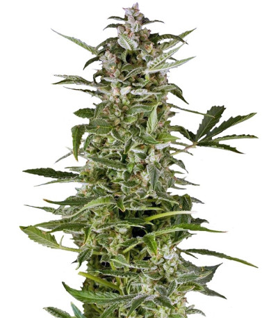Семена сорта PolarLight #3 Auto fem