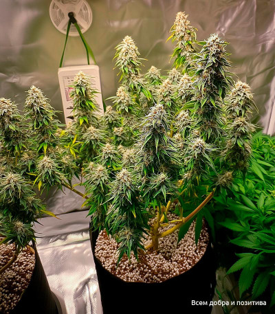 Семена сорта Gorilla Auto fem (Семяныч)