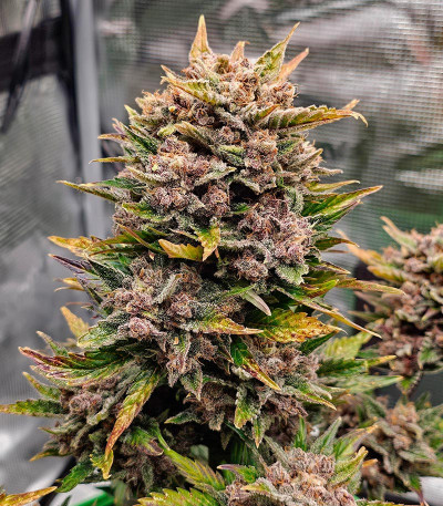 Семена сорта Diablo Rojo XL Auto fem (Sweet Seeds)
