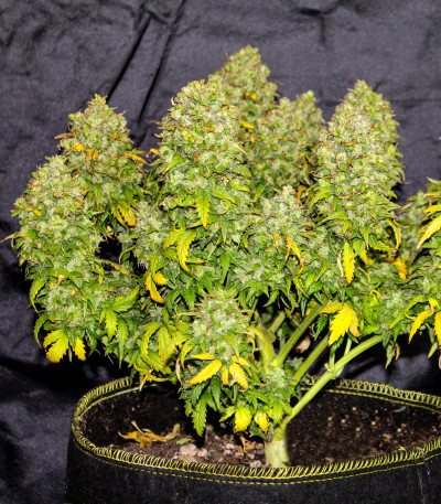 Семена сорта Tangie Auto fem